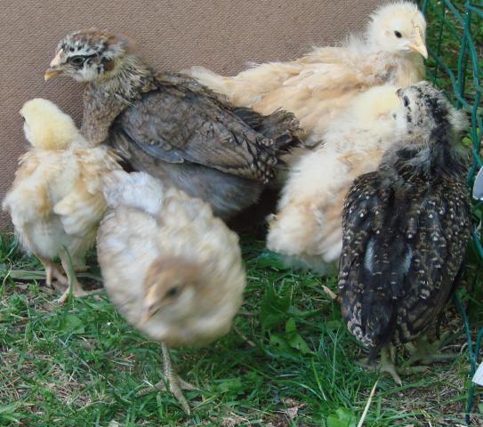 51523_easter_egger_babies_2.jpg
