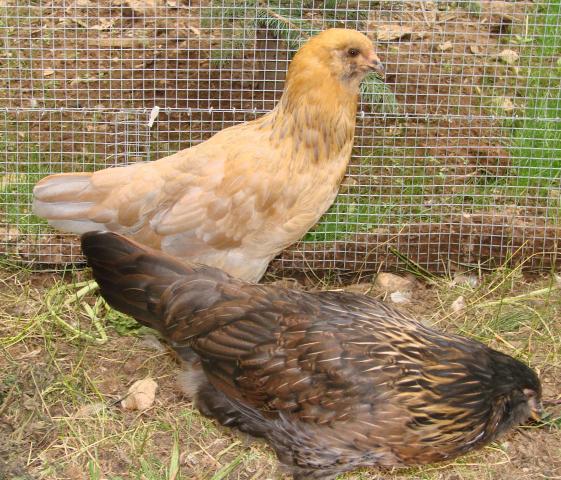 51523_easter_egger_blue_and_freckles.jpg