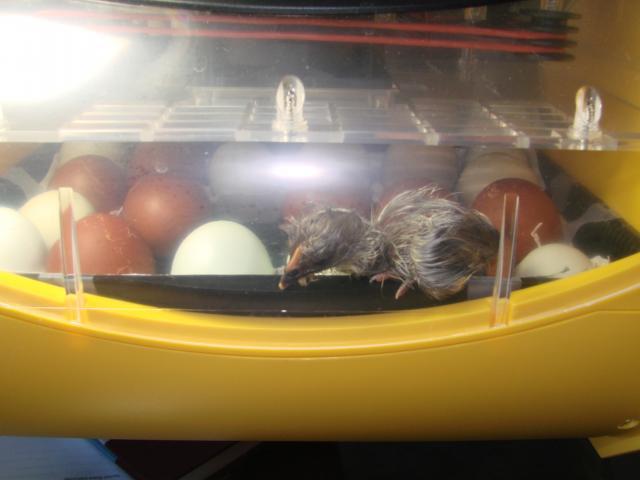 51523_first_chick_out_-_second_hatch_of_2011.jpg