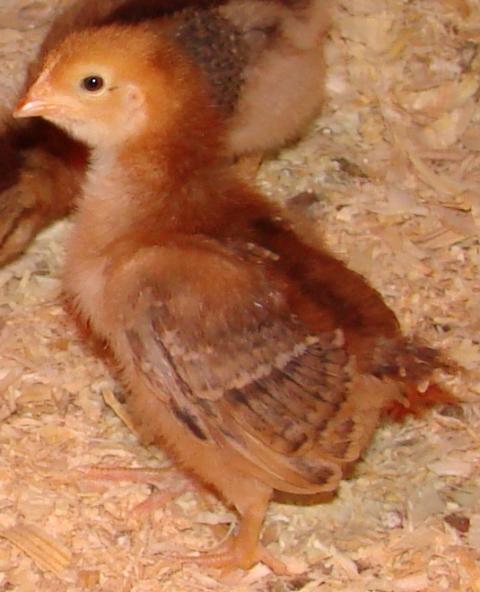 51523_rir_chick_2.jpg