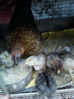 51551_gypsie_foster_brood.jpg