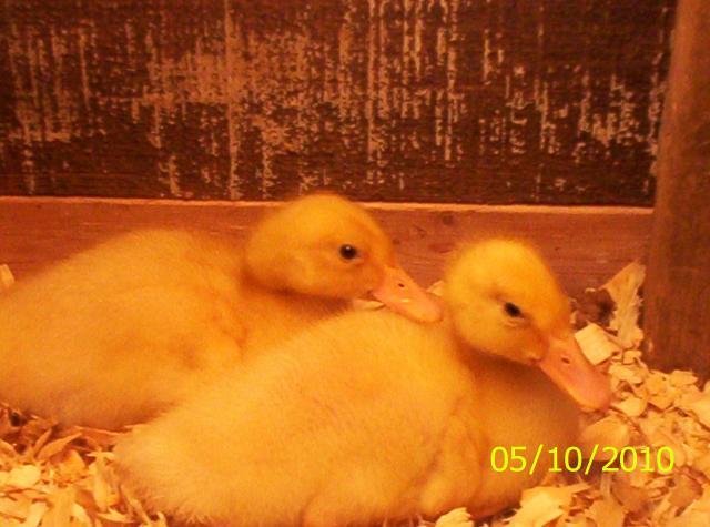 51575_duckies_chilln.jpg