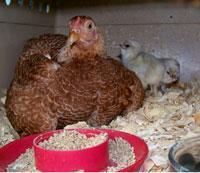 51664_betty-and-both-chicks.jpg