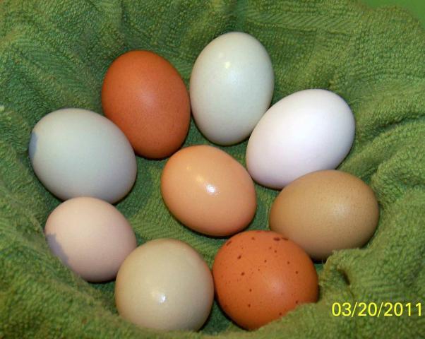 51664_eggscurves.jpg