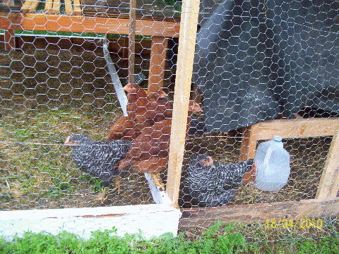 51708_chickens_april18.gif