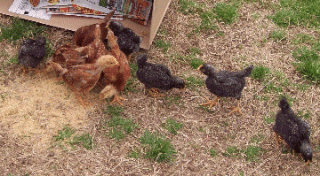 51708_chickens_march6.gif