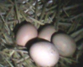 51708_firsteggs_july3_2010.jpg