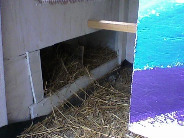 51708_nestbox_july2010.jpg