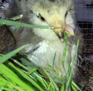 51708_penguin_best_oct30.gif