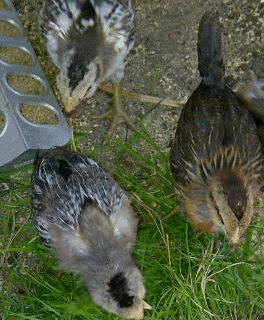 51708_penguin_topview.gif