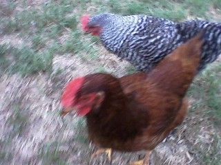 51708_roosters.jpg