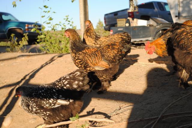 51721_1rst_day_school_8-19-10_brahma_chicks_9-17-10_061.jpg