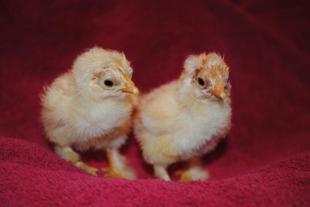 51721_1rst_day_school_8-19-10_brahma_chicks_9-17-10_067.jpg