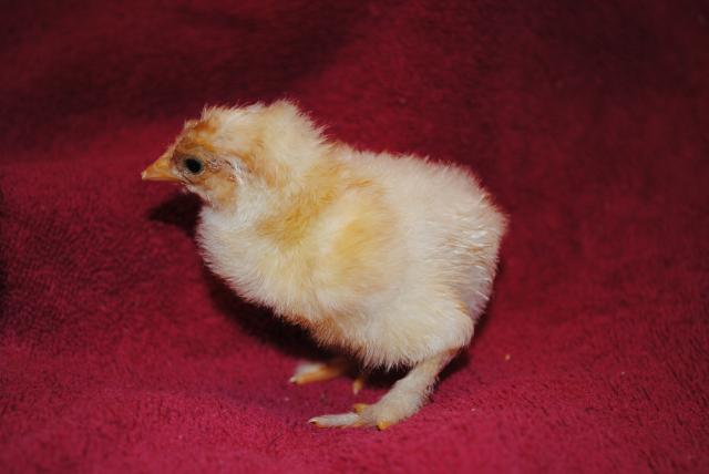 51721_1rst_day_school_8-19-10_brahma_chicks_9-17-10_074.jpg