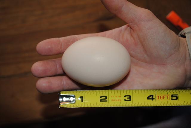 51721_3-29-11_huge_egg_007.jpg