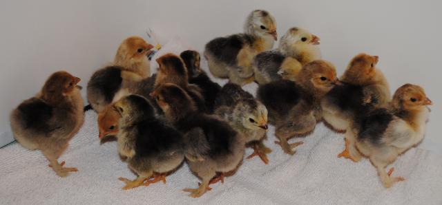 51721_5-2-11_chicks_bbblbb_mt_ams_006.jpg