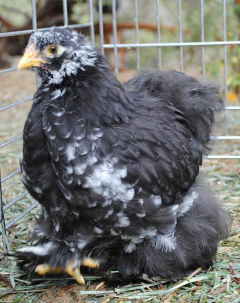 51721_8-16-2010_pullet_feet_008_2.jpg