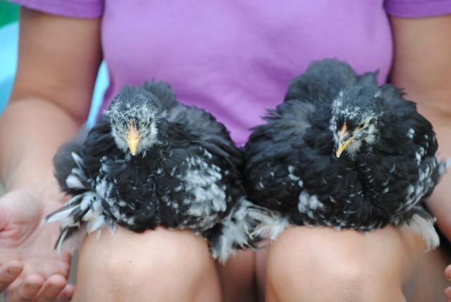 51721_8-3-2010_pullet_12_cochins_060.jpg