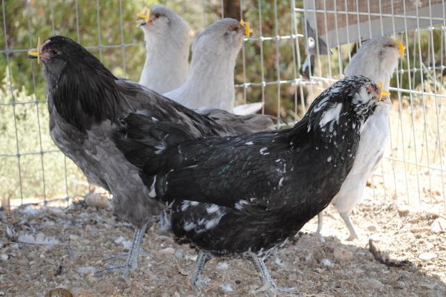 51721_8-31-11_juvenile_birds_003.jpg