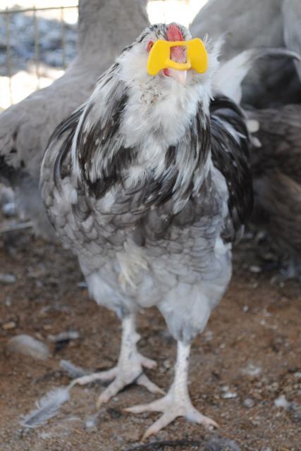 51721_8-31-11_juvenile_birds_005.jpg