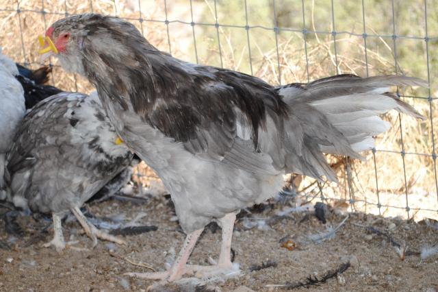 51721_8-31-11_juvenile_birds_009.jpg