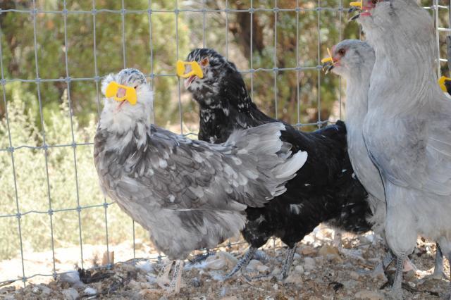 51721_8-31-11_juvenile_birds_014.jpg