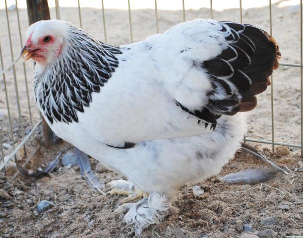 51721_8-31-11_juvenile_birds_028.jpg