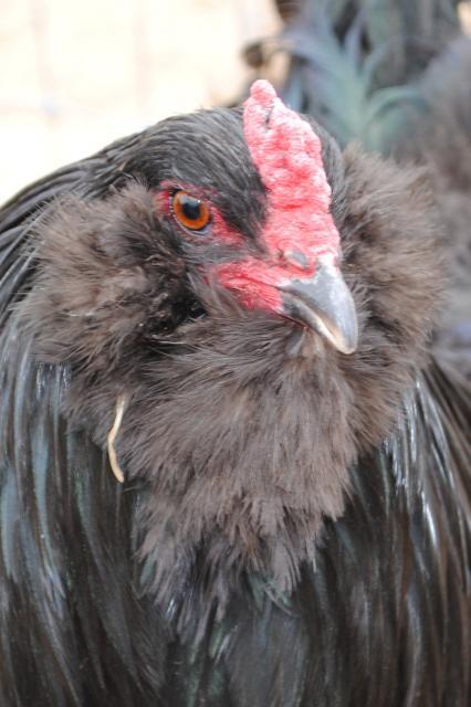51721_ameraucanas_3-6-2011_006.jpg