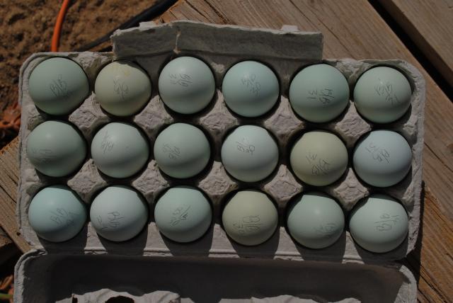 51721_b-b_am_eggs_4-1-11_014.jpg