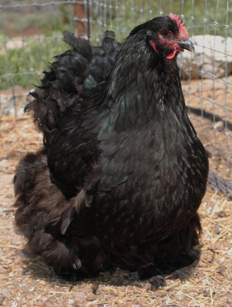 51721_black_cochins_mott_bantam_006.jpg