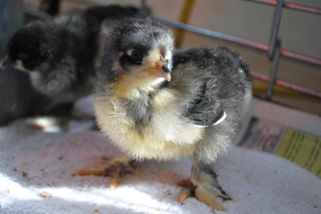 51721_chickens_1-28-2011_039.jpg