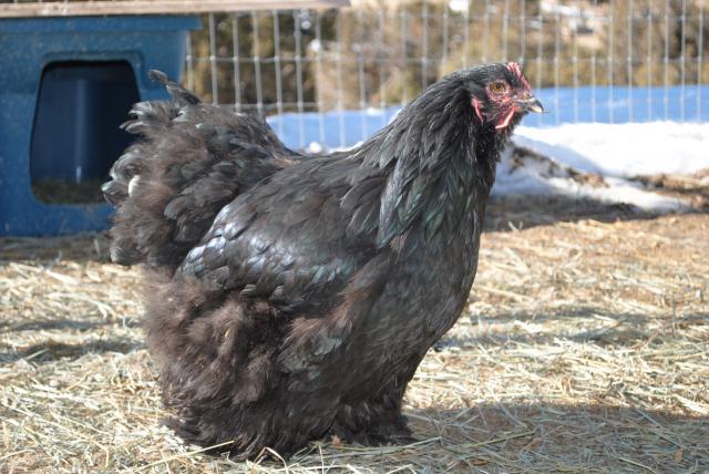 51721_chickens_1-28-2011_053.jpg