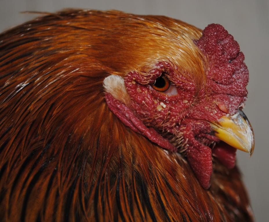 51721_dannys_x-mas_program_12-6-2011_birds_065.jpg