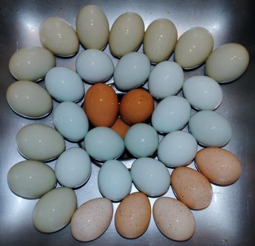 51721_egg_pics_4-25-11_001.jpg