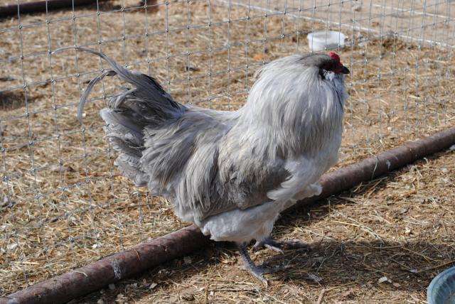 51721_lav_ameraucanas_3-4-2011_017.jpg