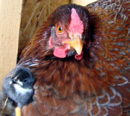 51814_patsys_hatch_005.jpg