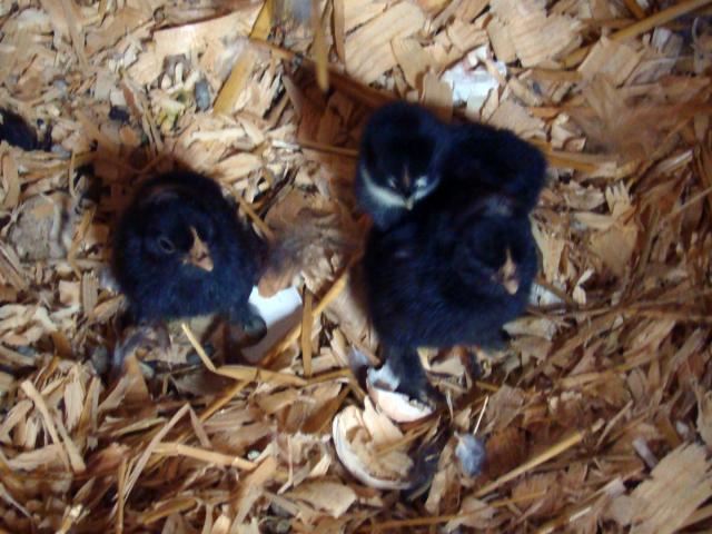 51814_patsys_hatch_011.jpg