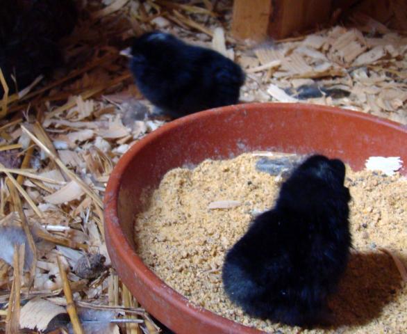 51814_patsys_hatch_015.jpg
