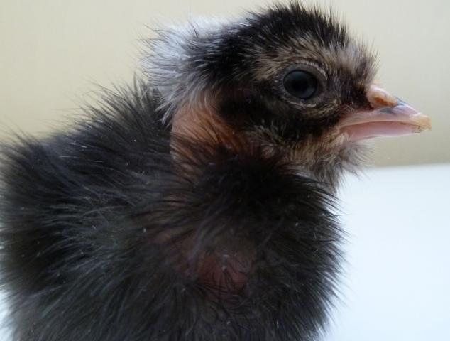 51848_chick12.jpg