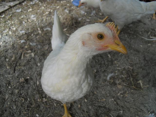 51848_cimg0799.jpg
