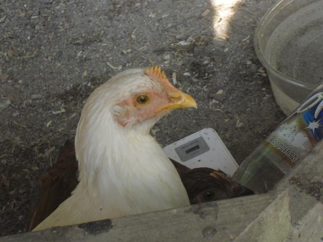 51848_cimg0842.jpg