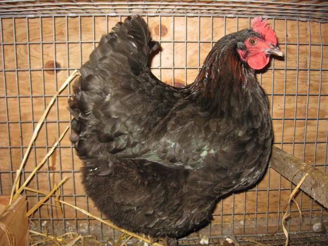 51857_marans_1.jpg