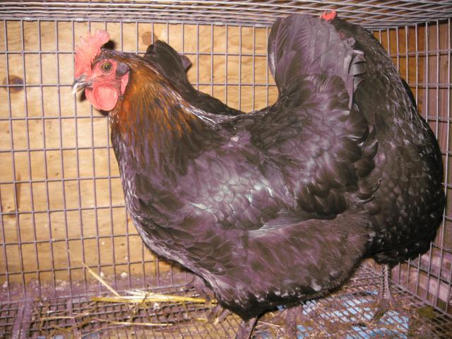 51857_marans_2.jpg