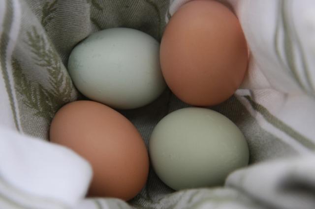 51860_1st_eggs_4-2-10_sm.jpg