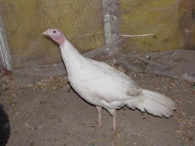 51862_pippin2.jpg