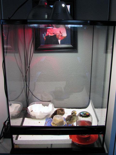 51900_brooder01.jpg