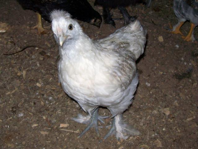 51924_007.jpg