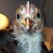 51924_chicks1moold_015.jpg