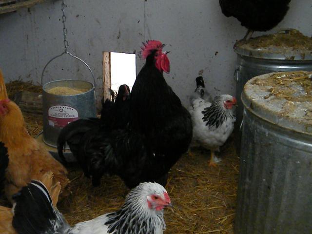 51926_s0043085.jpg
