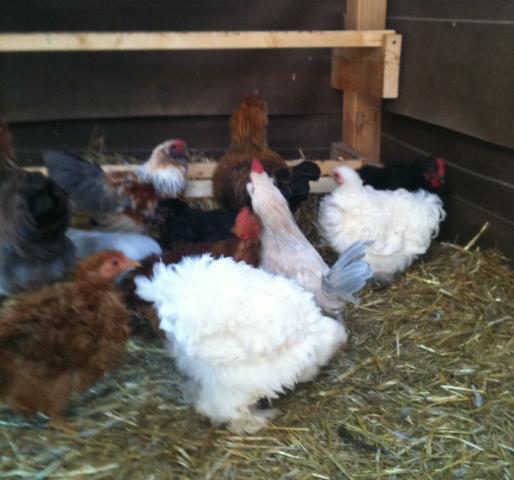 52013_flock.jpg